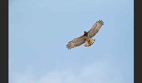 Schlangenadler (Circaetus gallicus)