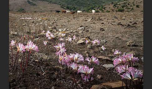 Belladonnalilie (Amaryllis belladonna)