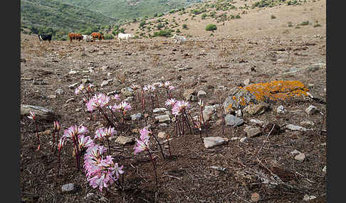 Belladonnalilie (Amaryllis belladonna)