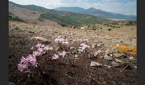 Belladonnalilie (Amaryllis belladonna)