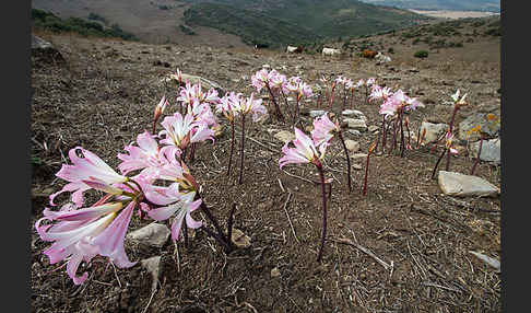 Belladonnalilie (Amaryllis belladonna)