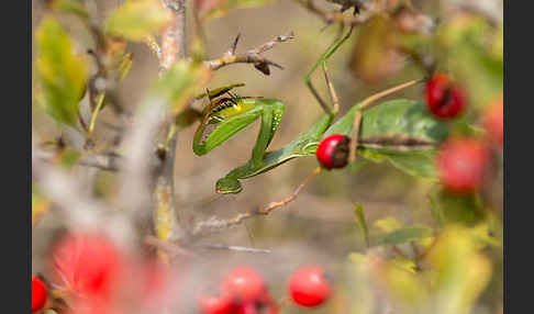 Europäische Gottesanbeterin (Mantis religiosa)