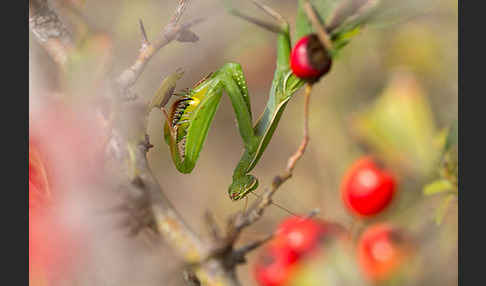 Europäische Gottesanbeterin (Mantis religiosa)