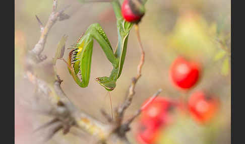 Europäische Gottesanbeterin (Mantis religiosa)