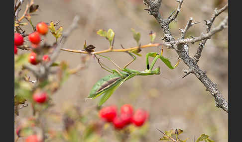 Europäische Gottesanbeterin (Mantis religiosa)