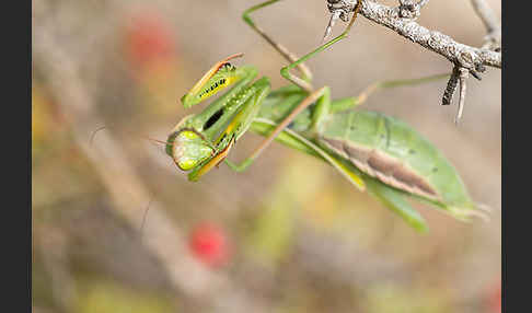 Europäische Gottesanbeterin (Mantis religiosa)