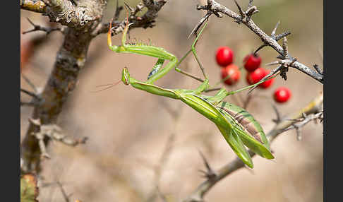 Europäische Gottesanbeterin (Mantis religiosa)