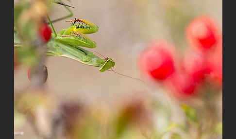 Europäische Gottesanbeterin (Mantis religiosa)