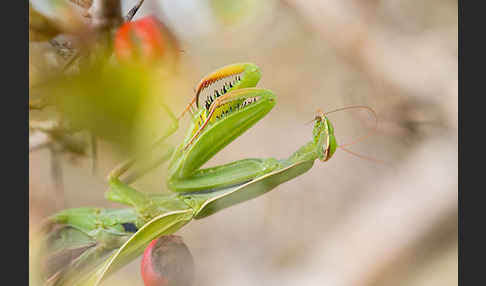 Europäische Gottesanbeterin (Mantis religiosa)