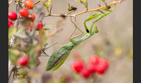 Europäische Gottesanbeterin (Mantis religiosa)