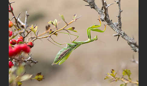 Europäische Gottesanbeterin (Mantis religiosa)