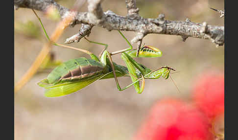 Europäische Gottesanbeterin (Mantis religiosa)