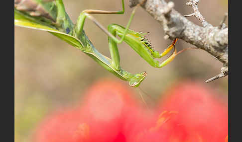 Europäische Gottesanbeterin (Mantis religiosa)