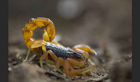 Felsenskorpion (Buthus occitanus occitanus)