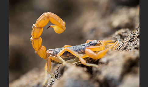 Felsenskorpion (Buthus occitanus occitanus)