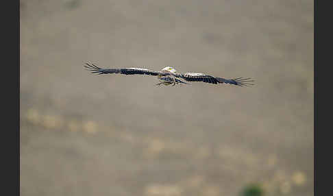 Schlangenadler (Circaetus gallicus)