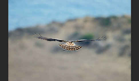 Schlangenadler (Circaetus gallicus)