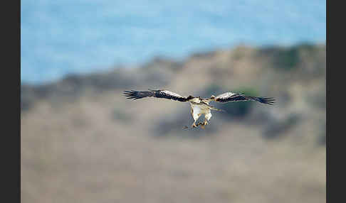 Schlangenadler (Circaetus gallicus)