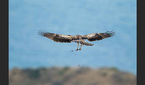 Schlangenadler (Circaetus gallicus)