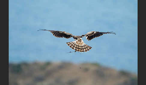 Schlangenadler (Circaetus gallicus)