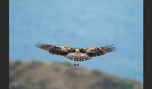 Schlangenadler (Circaetus gallicus)