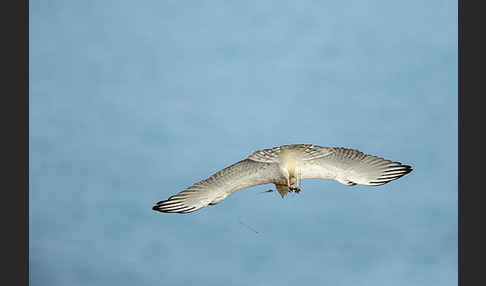 Schlangenadler (Circaetus gallicus)