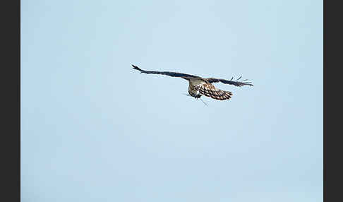 Schlangenadler (Circaetus gallicus)