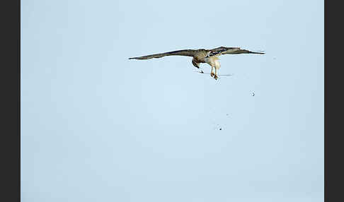 Schlangenadler (Circaetus gallicus)