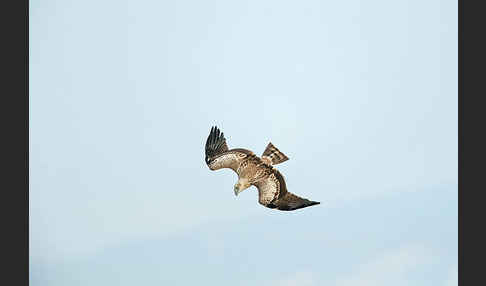 Schlangenadler (Circaetus gallicus)