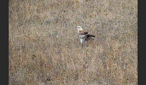 Schlangenadler (Circaetus gallicus)