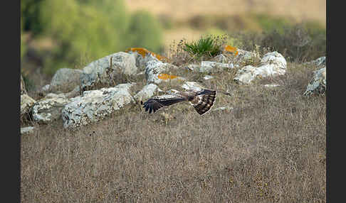 Schlangenadler (Circaetus gallicus)