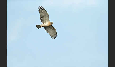 Schlangenadler (Circaetus gallicus)