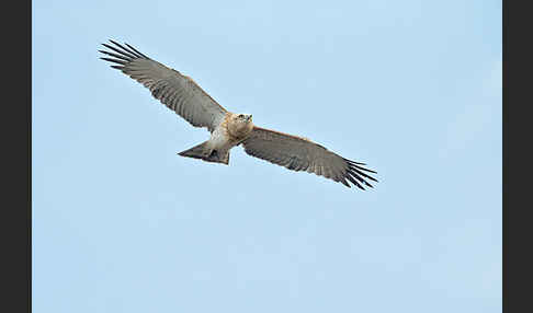 Schlangenadler (Circaetus gallicus)