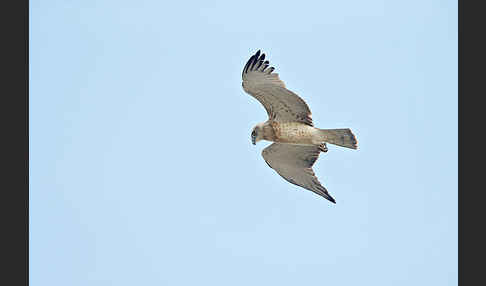 Schlangenadler (Circaetus gallicus)