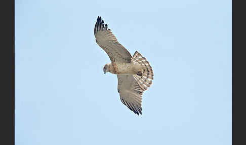 Schlangenadler (Circaetus gallicus)