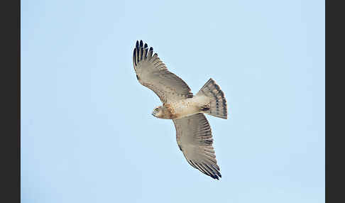 Schlangenadler (Circaetus gallicus)