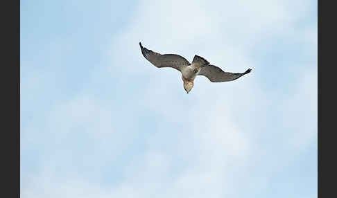 Schlangenadler (Circaetus gallicus)