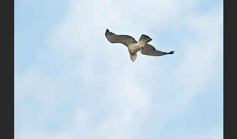 Schlangenadler (Circaetus gallicus)