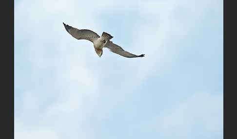 Schlangenadler (Circaetus gallicus)