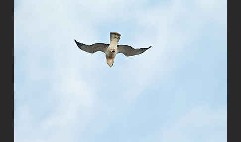 Schlangenadler (Circaetus gallicus)