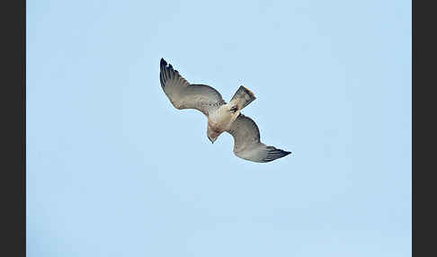 Schlangenadler (Circaetus gallicus)