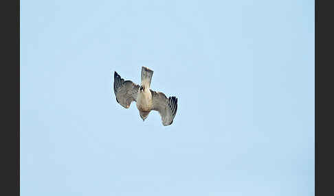 Schlangenadler (Circaetus gallicus)