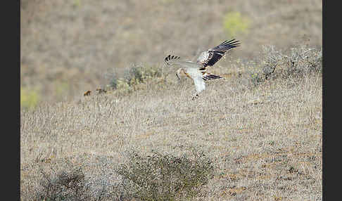 Schlangenadler (Circaetus gallicus)