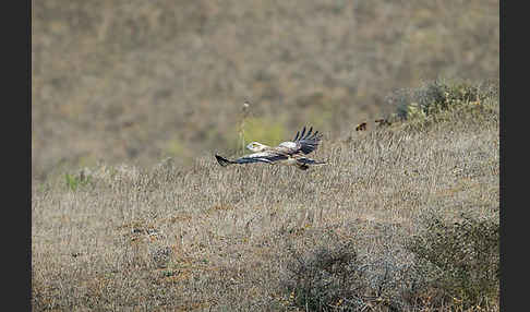 Schlangenadler (Circaetus gallicus)