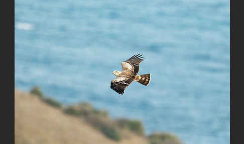 Schlangenadler (Circaetus gallicus)