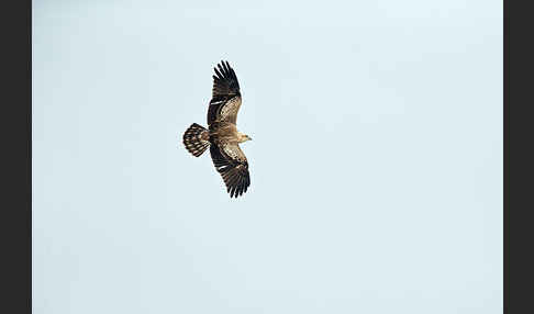 Schlangenadler (Circaetus gallicus)