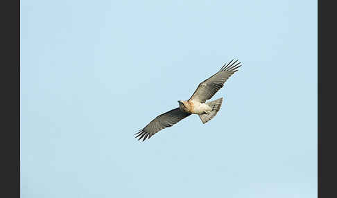 Schlangenadler (Circaetus gallicus)