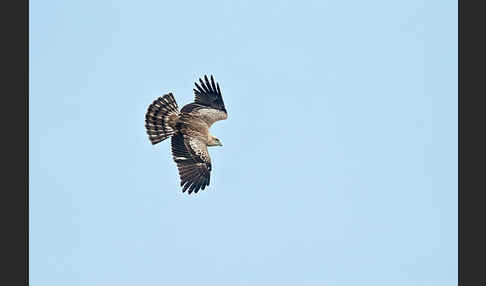 Schlangenadler (Circaetus gallicus)