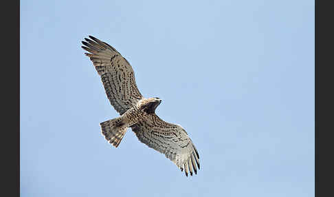 Schlangenadler (Circaetus gallicus)