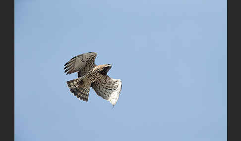 Schlangenadler (Circaetus gallicus)